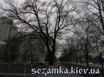 Вид с перекрестка Вековой дуб  Достопримечательности Киева - Музеи, выставки, парки  (40)