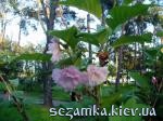 Цветы Сакуры на юнном деревце Парк Киото  Достопримечательности Киева - Музеи, выставки, парки  (40)