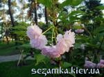 Розовый цветок Сакуры Парк Киото  Достопримечательности Киева - Музеи, выставки, парки  (40)