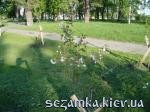 деревья с тенью фотографа Парк Киото  Достопримечательности Киева - Музеи, выставки, парки  (40)